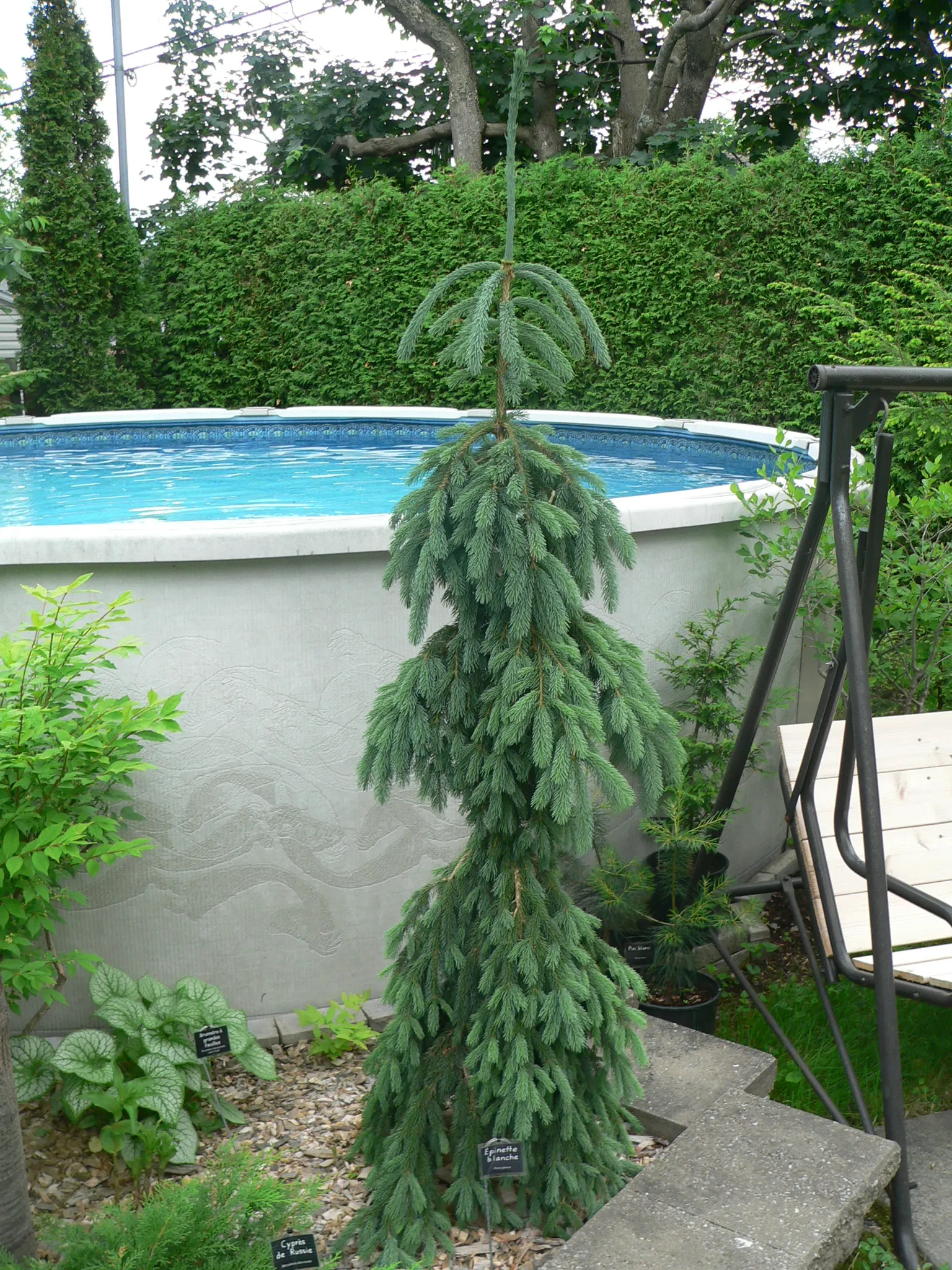 Weeping White Spruce (Picea Glauca 'Pendula') — exhibits a distinctive slender form with pendulous