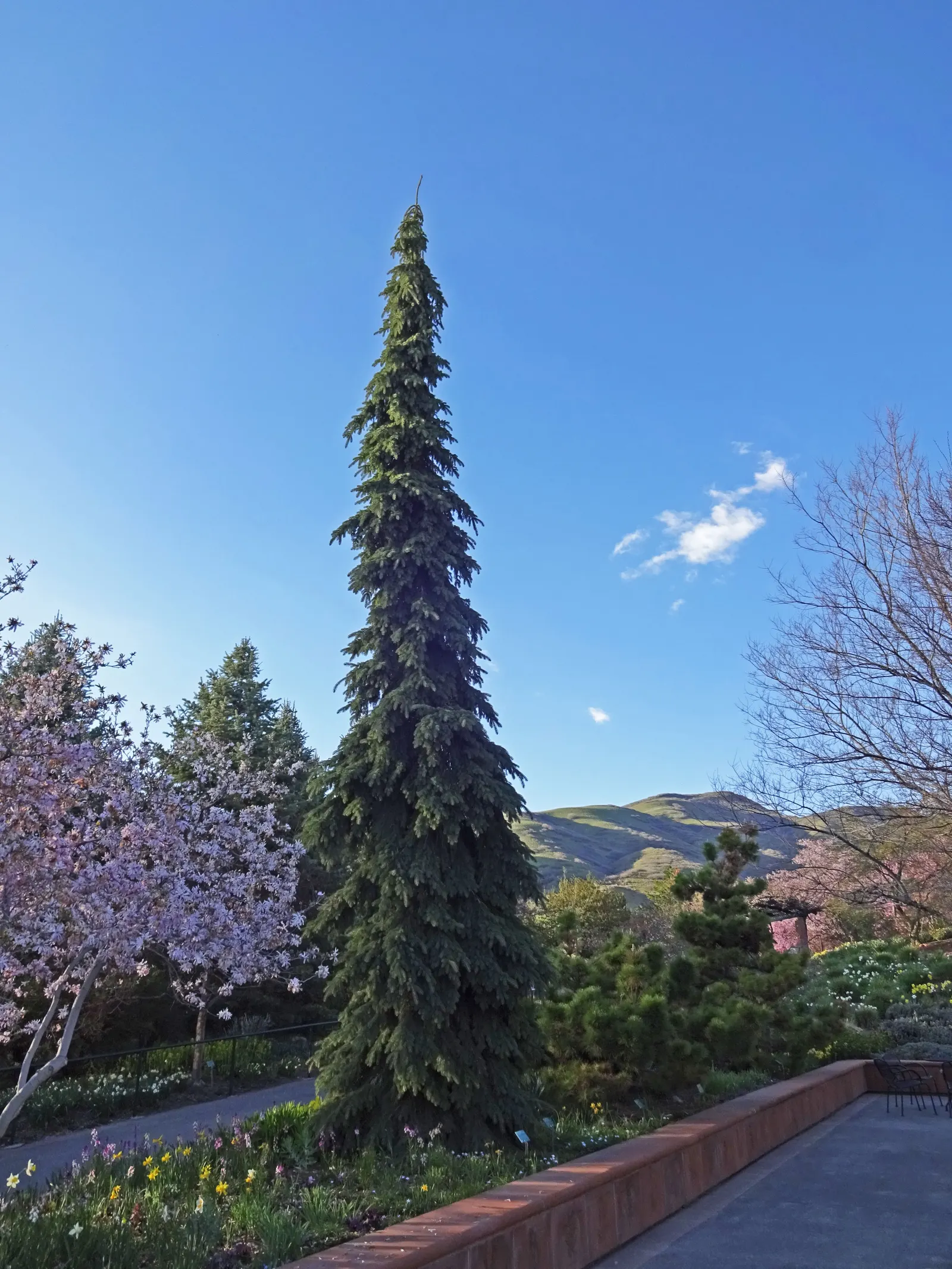Weeping White Spruce (Picea Glauca 'Pendula') — drooping branches that add elegance to any landscape