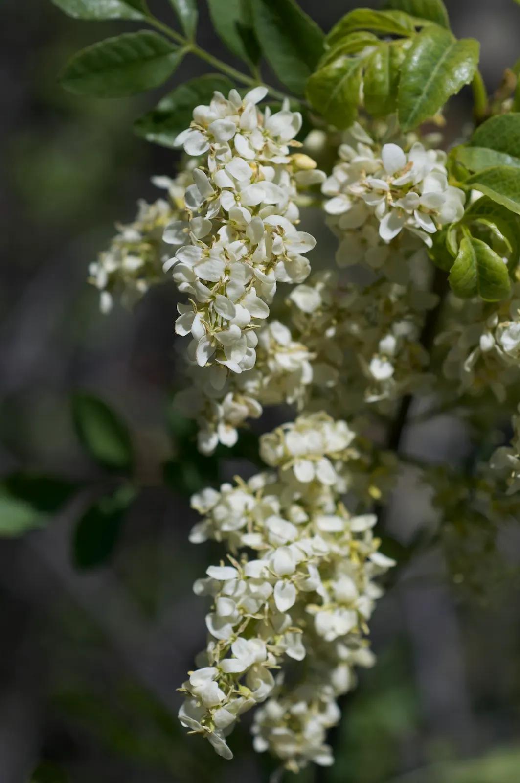 California Ash (Fraxinus Dipetala) — The California Ash, or Fraxinus dipetala, is a deciduous tree that brings graceful beauty to any landscape