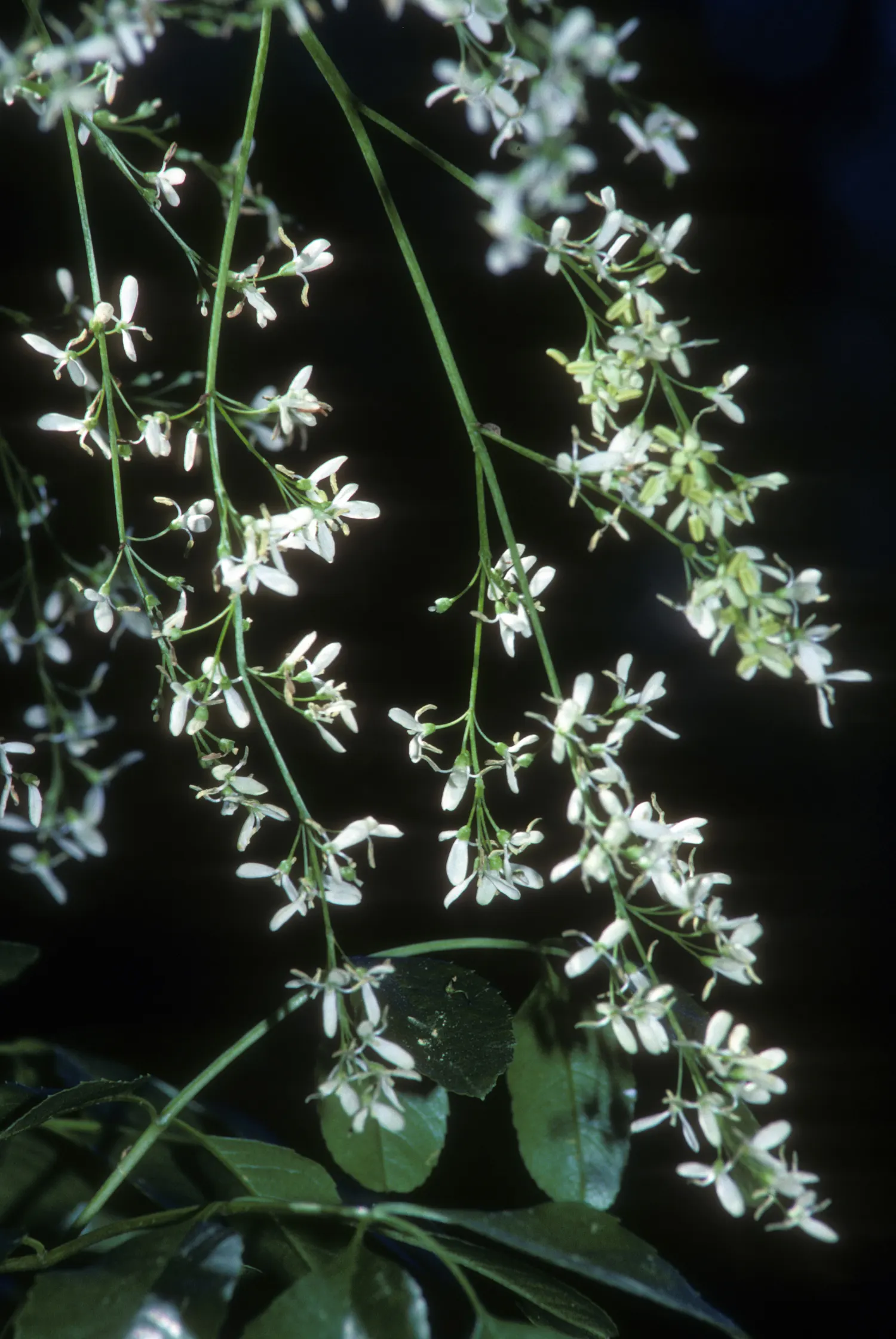 California Ash (Fraxinus Dipetala) — Native to the chaparral regions and woodlands of California