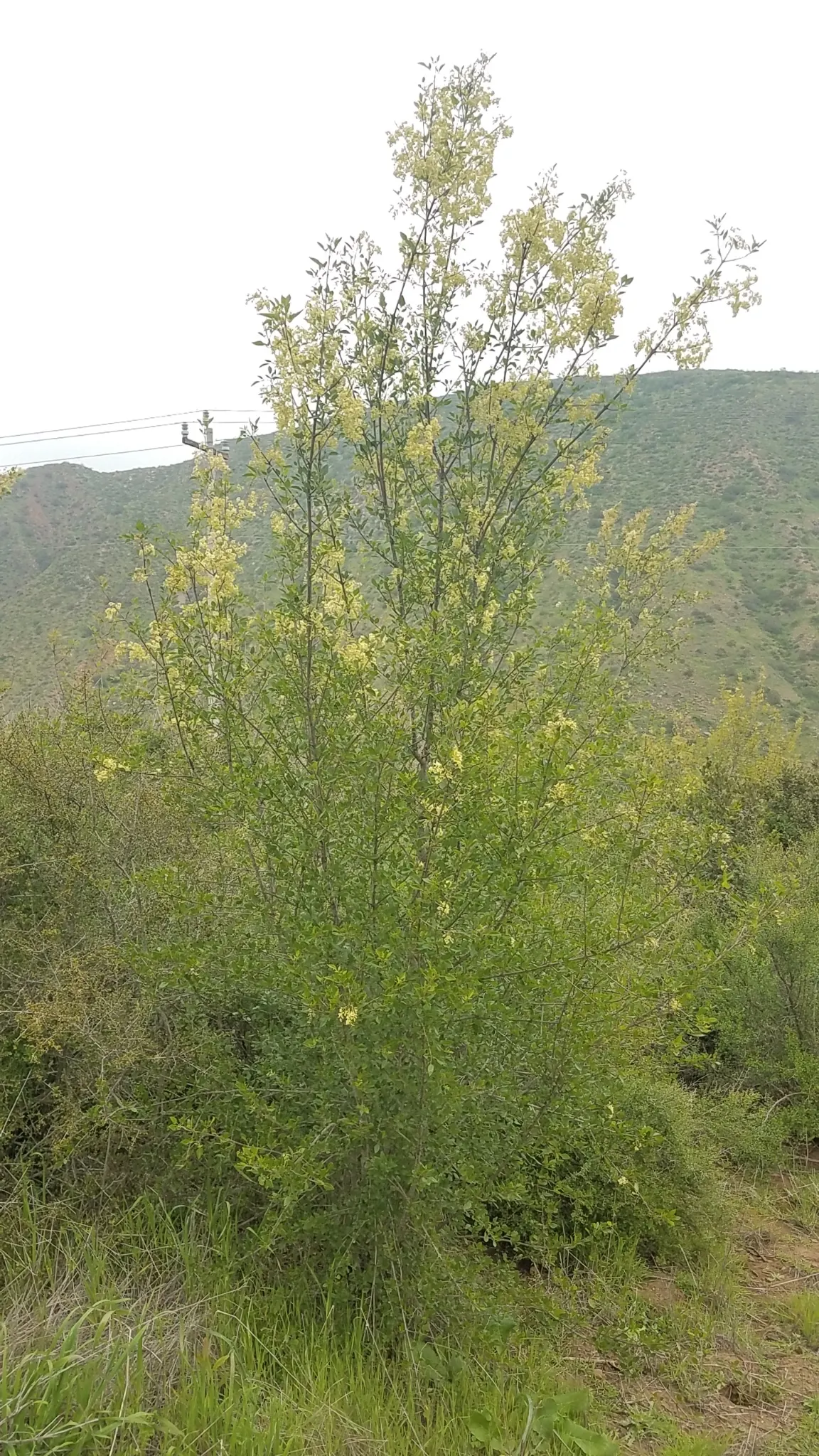California Ash (Fraxinus Dipetala) — it is drought-tolerant once established and provides excellent habitat value for local fauna