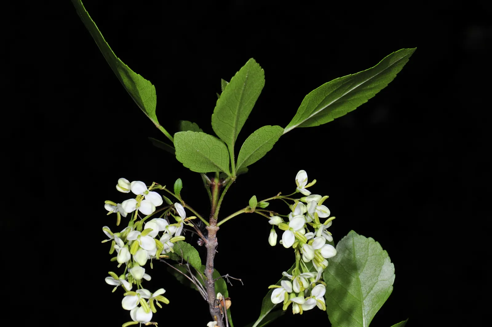 California Ash (Fraxinus Dipetala) — Generally reaching up to 20-30 feet in height and 10-20 feet in width, this native thrives in USDA zones 7-9