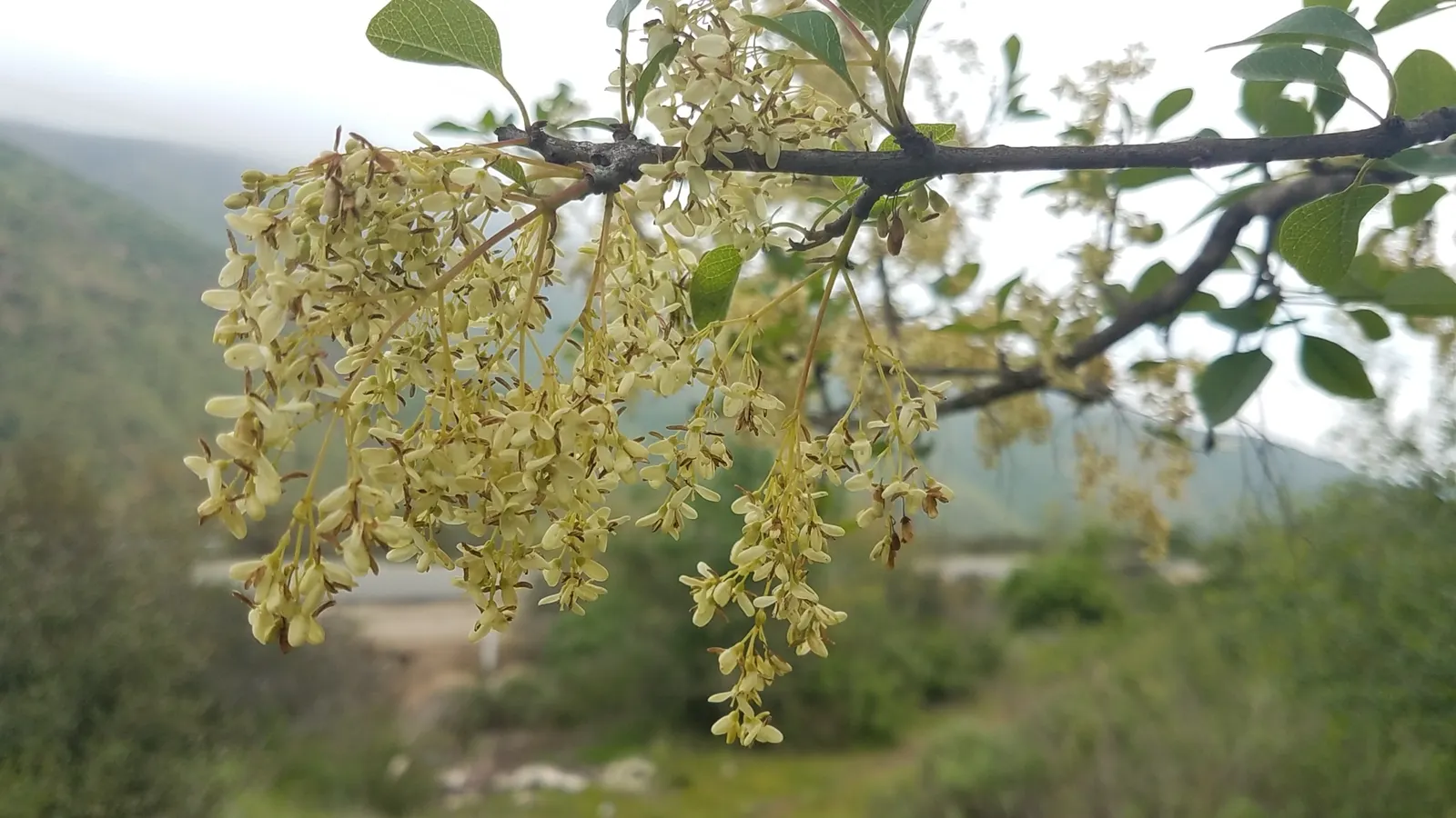 California Ash (Fraxinus Dipetala) — Suitable for small gardens and natural landscapes