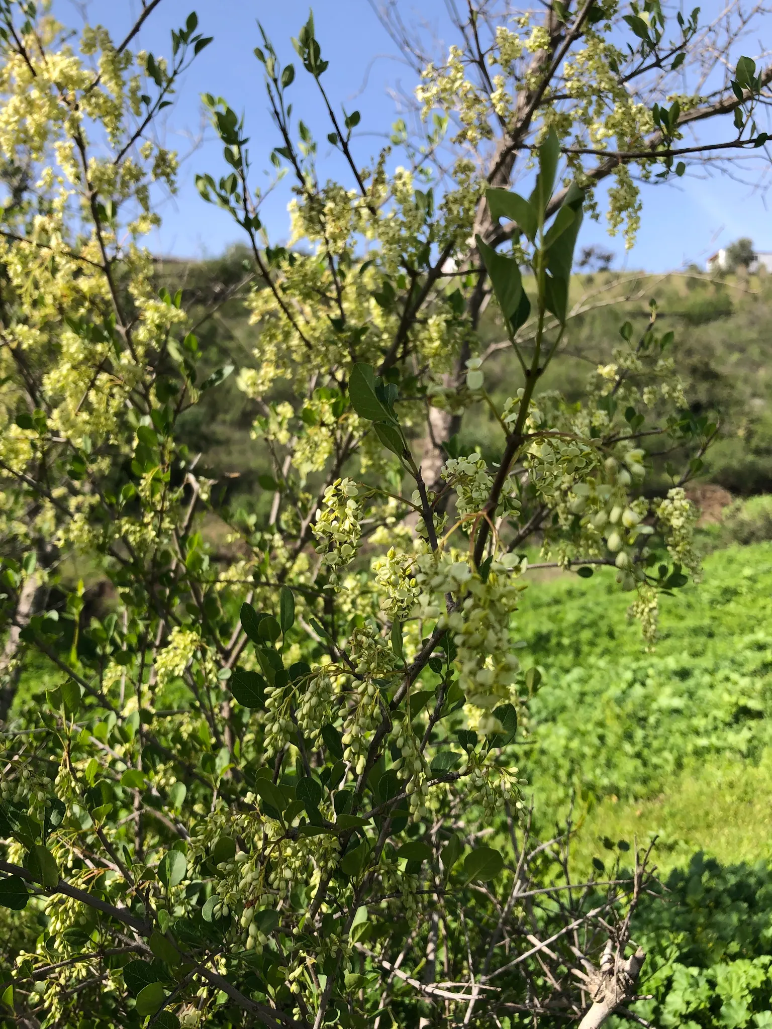 California Ash (Fraxinus Dipetala) — Preferring full sun to partial shade