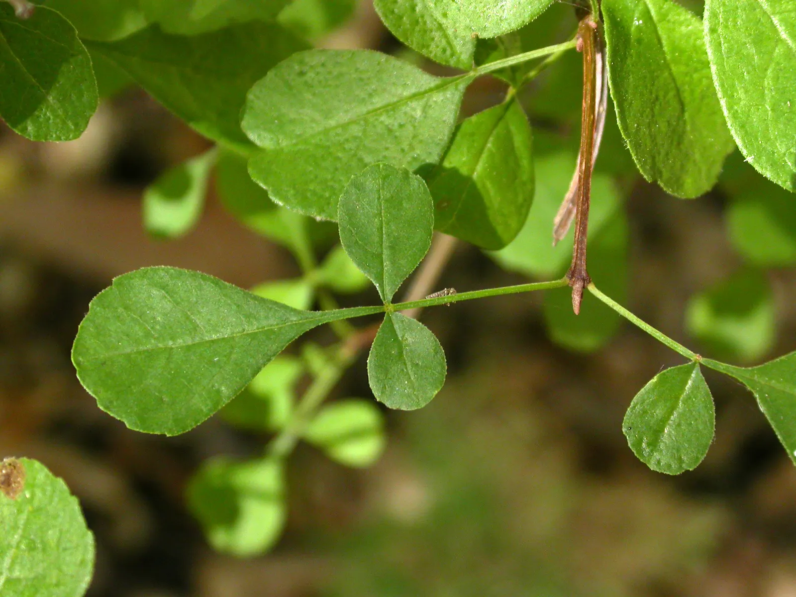California Ash (Fraxinus Dipetala) — it thrives in USDA hardiness zones 7 to 9.<br><br>This tree is especially prized for its clusters of fragrant