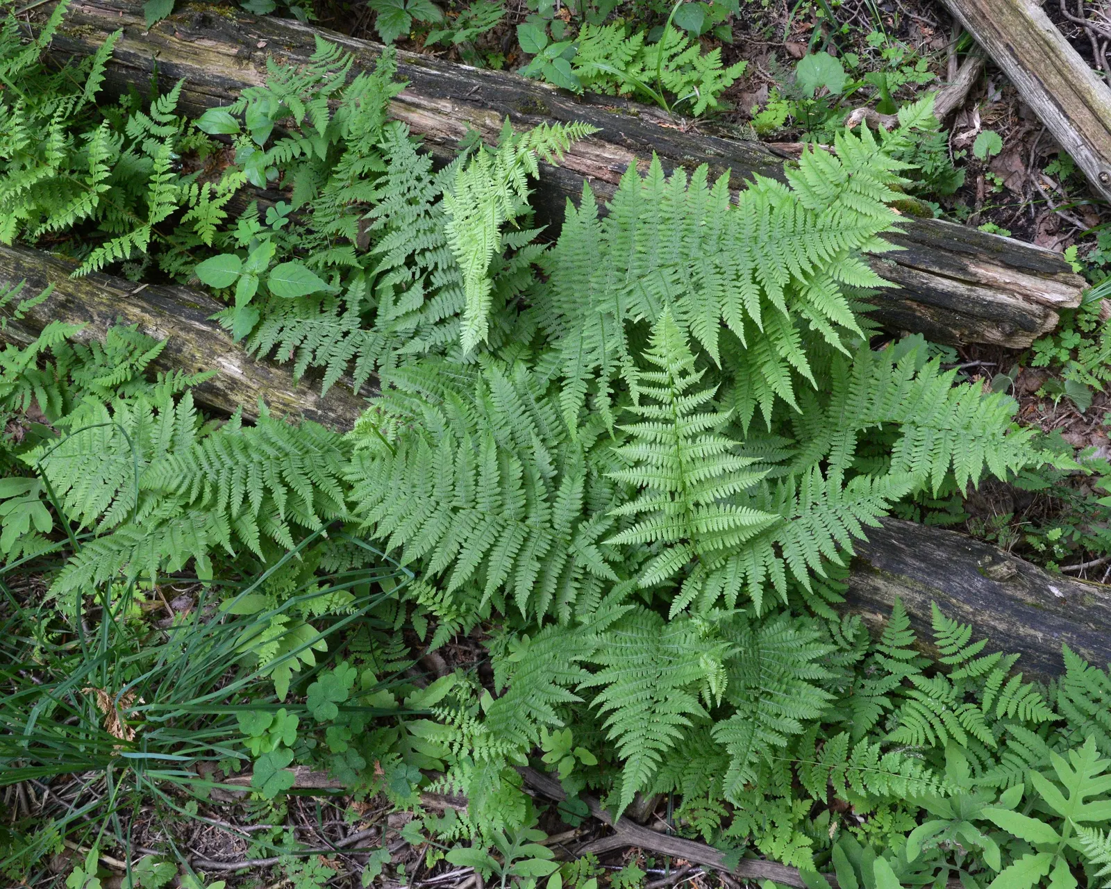 Lady Fern (Athyrium Filix-Femina) — scientifically referred to as Athyrium filix-femina; remove old fronds in early spring to make way for new, image 111