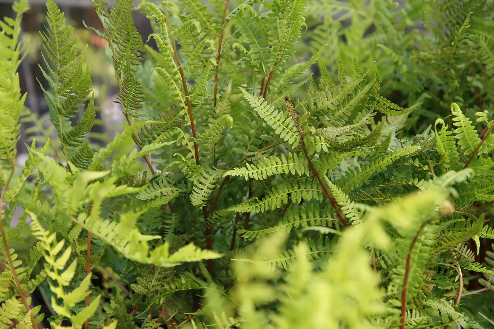 Lady Fern (Athyrium Filix-Femina) — remove old fronds in early spring to make way for new growth