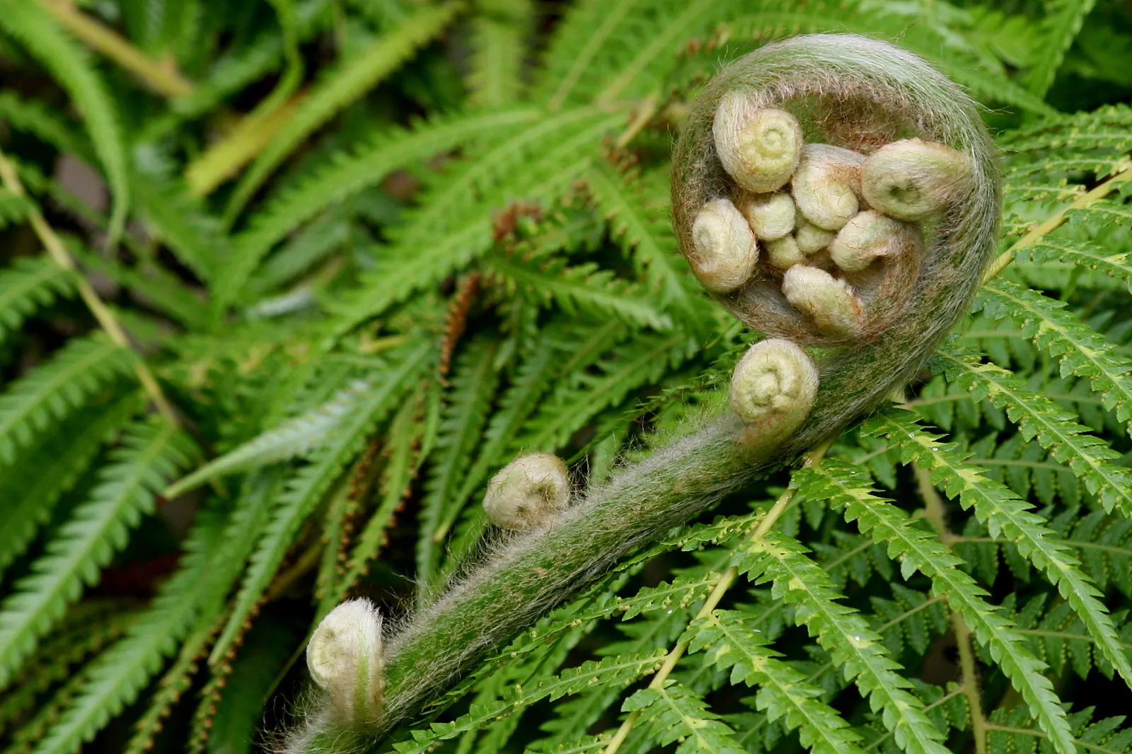 Lady Fern (Athyrium Filix-Femina) — Regular watering during prolonged dry spells will help maintain its lush appearance; ideal for woodland gardens, image 103