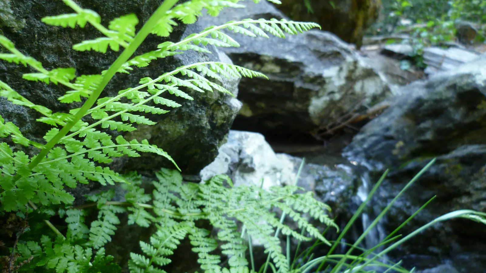 Lady Fern (Athyrium Filix-Femina) — Regular watering during prolonged dry spells will help maintain its lush appearance