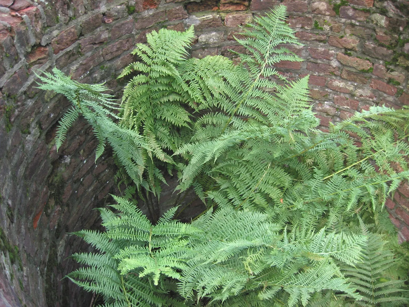 Lady Fern (Athyrium Filix-Femina) — Ideal for woodland gardens