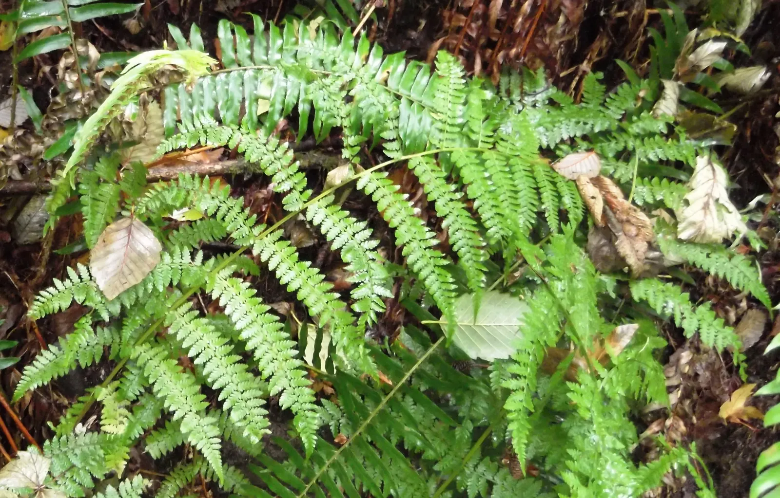 Lady Fern (Athyrium Filix-Femina) — Regular watering during prolonged dry spells will help maintain its lush appearance; ideal for woodland gardens, image 82