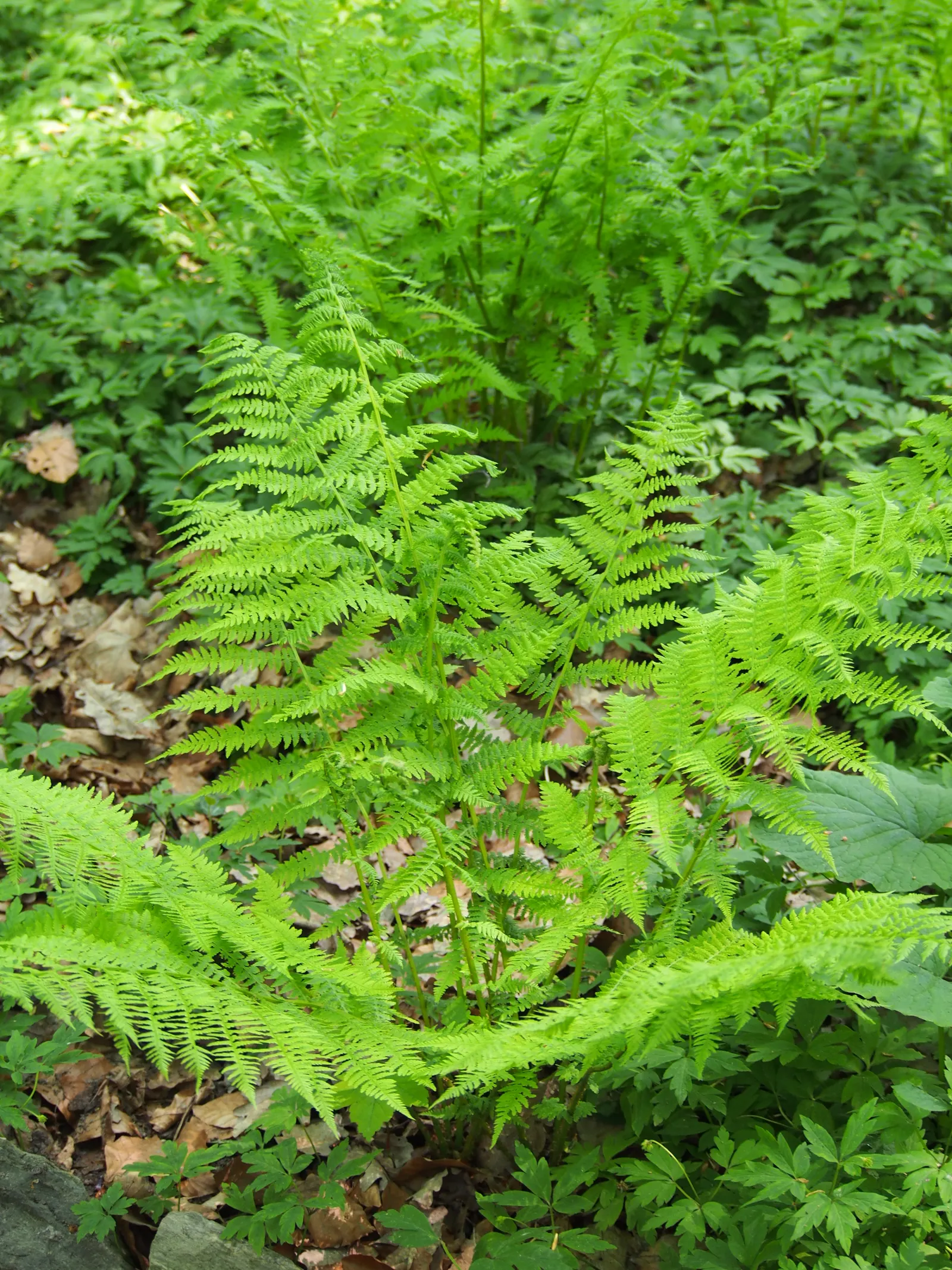 Lady Fern (Athyrium Filix-Femina) — This fern is known for its lacy