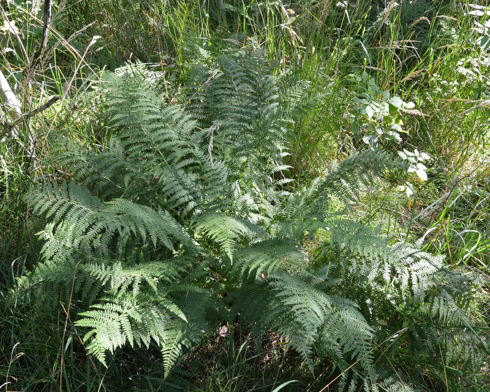 Lady Fern (Athyrium Filix-Femina) — scientifically referred to as Athyrium filix-femina; remove old fronds in early spring to make way for new growth