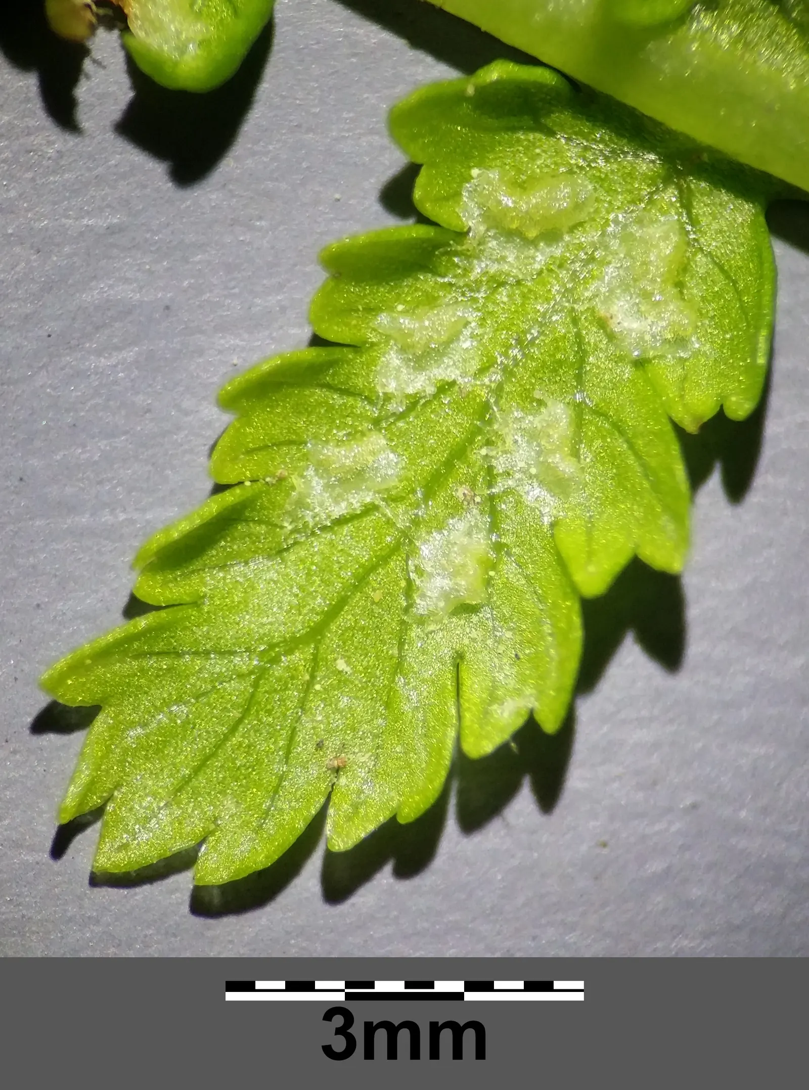 Lady Fern (Athyrium Filix-Femina) — the Lady Fern prefers moist