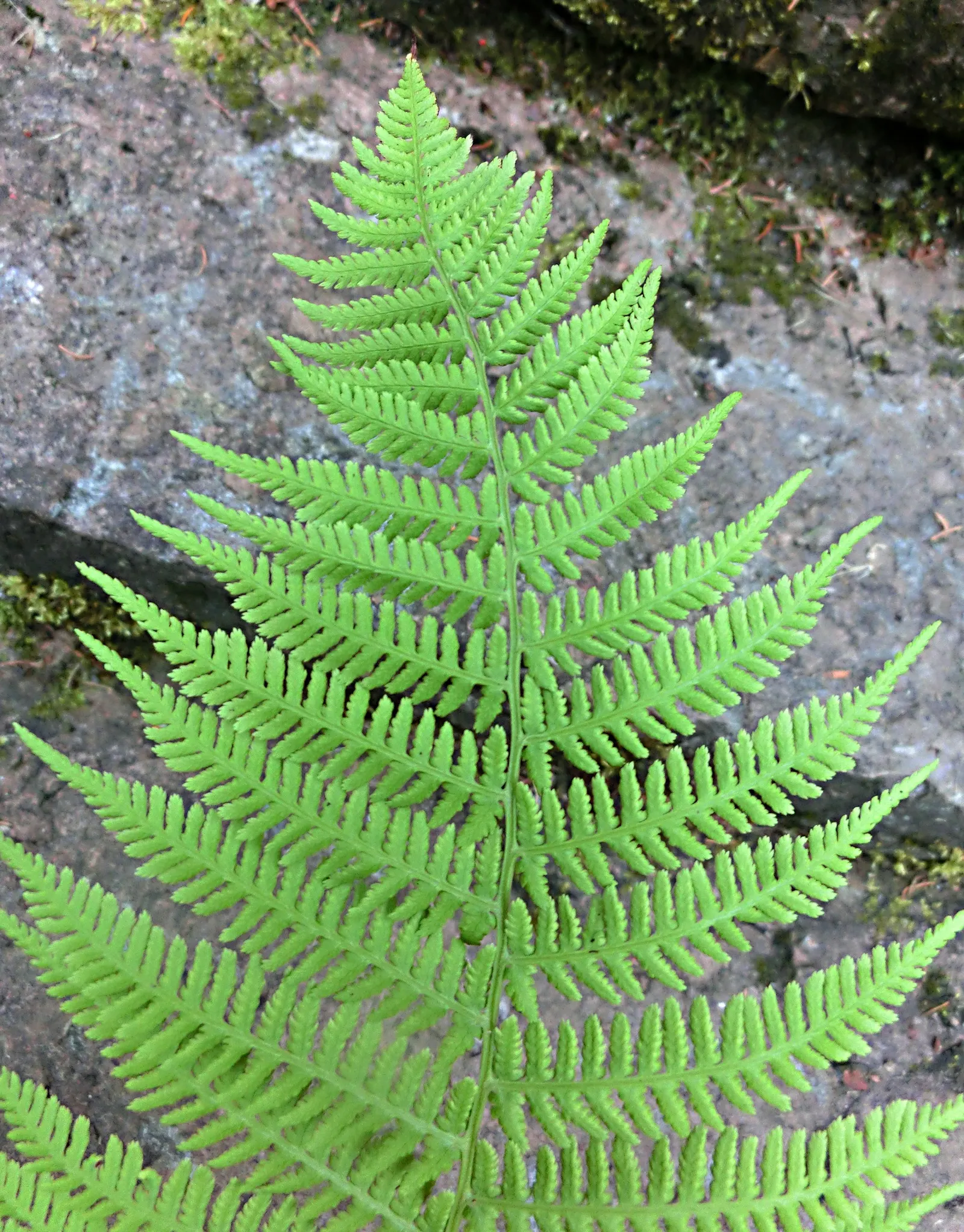 Lady Fern (Athyrium Filix-Femina) — lacy fronds that unfurl to reveal a fresh; ideal for woodland gardens