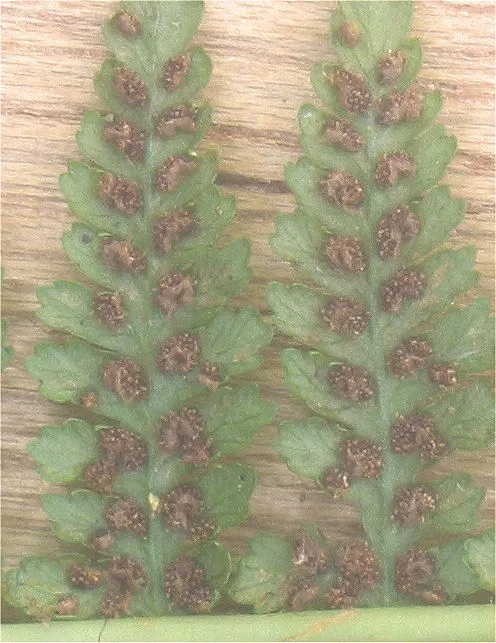 Lady Fern (Athyrium Filix-Femina) — The Lady Fern offers a tranquil and natural aesthetic that enhances any garden with its grace and texture, image 104