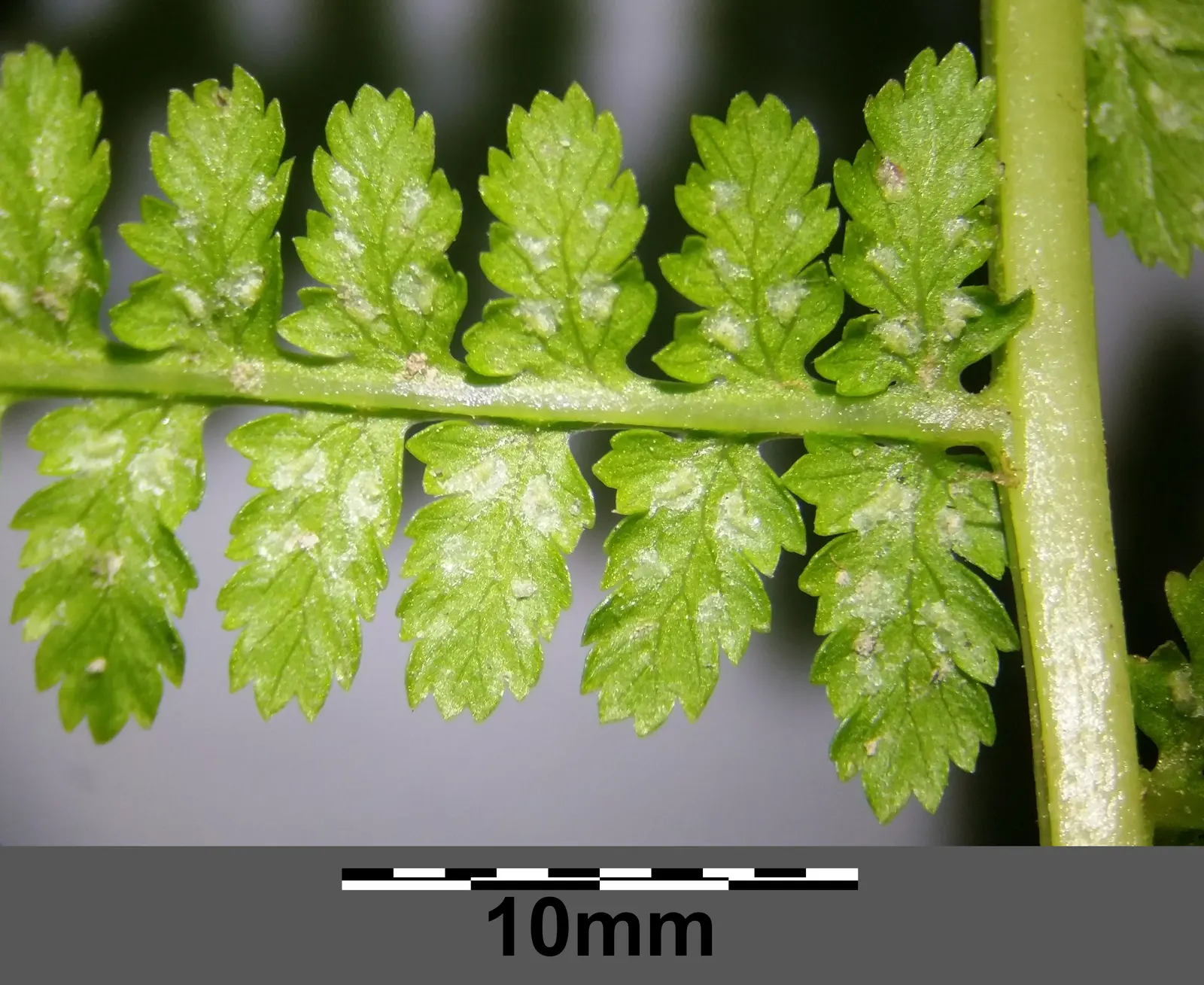 Lady Fern (Athyrium Filix-Femina) — with a spread approximately half its height; ideal for woodland gardens, image 94