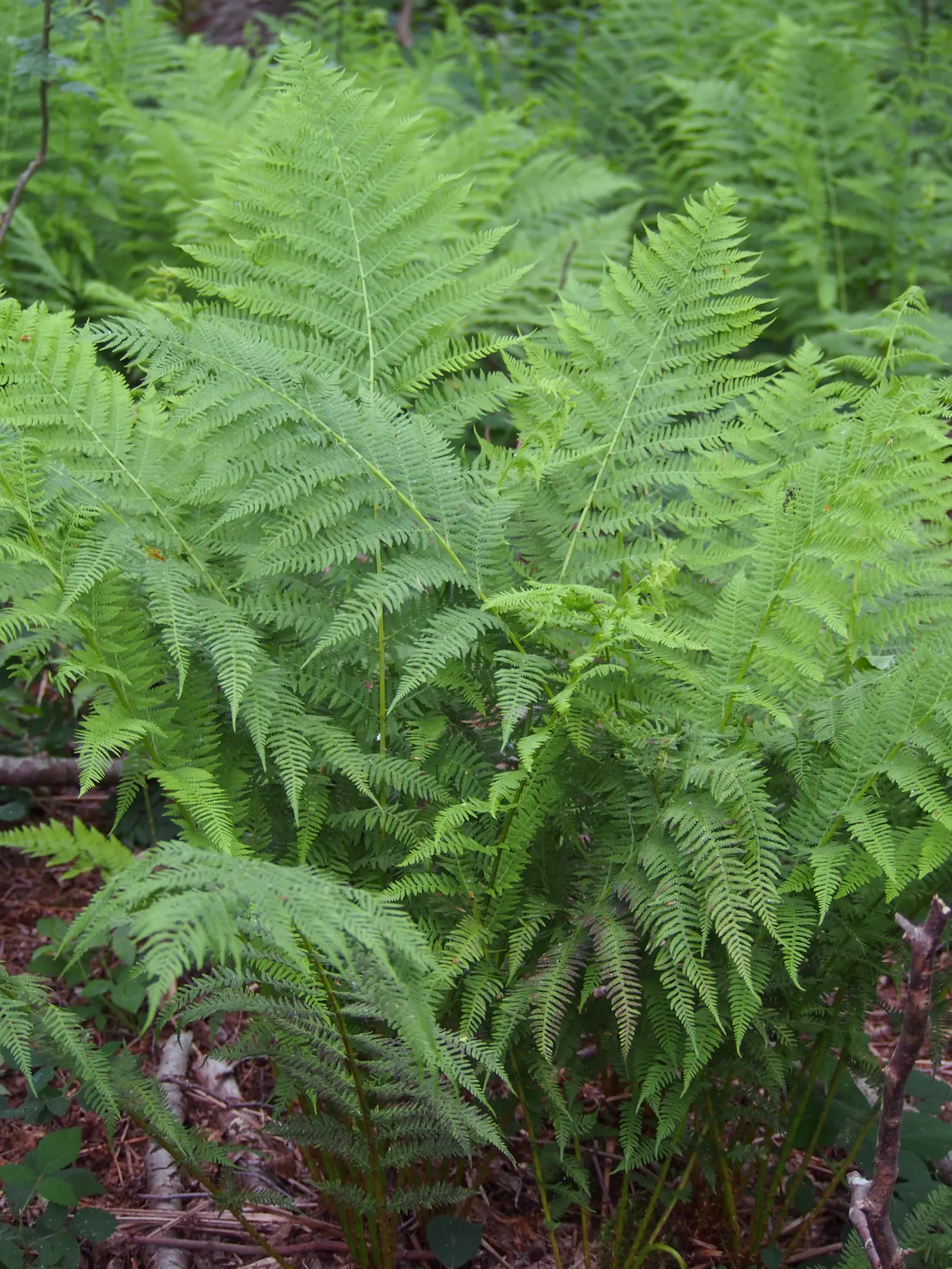 Lady Fern (Athyrium Filix-Femina) — This fern is known for its lacy; feathery texture in the landscape, image 71