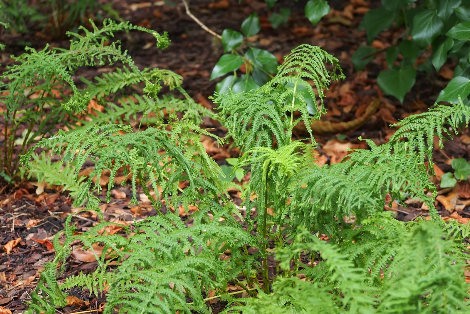 Lady Fern (Athyrium Filix-Femina) — scientifically referred to as Athyrium filix-femina