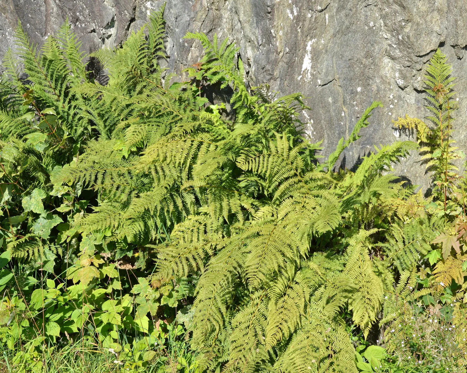 Lady Fern (Athyrium Filix-Femina) — clumping habit makes it an excellent option for borders and understory plantings