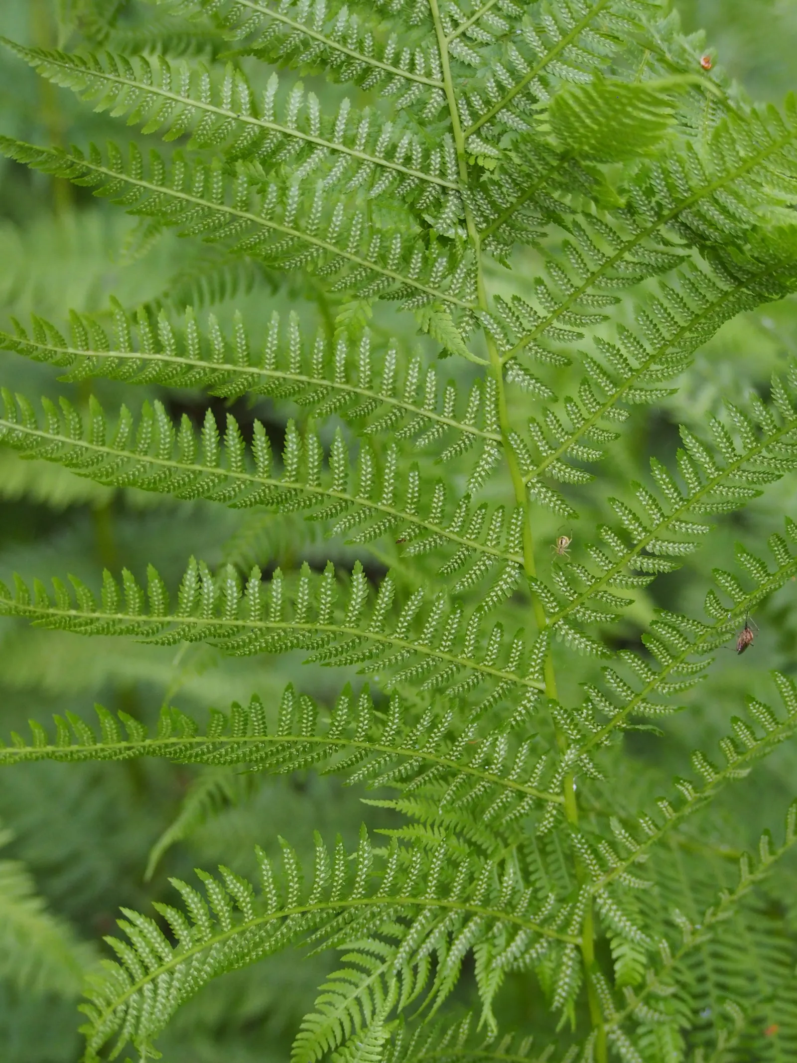 Lady Fern (Athyrium Filix-Femina) — clumping habit makes it an excellent option for borders and understory plantings; feathery texture in the, image 80