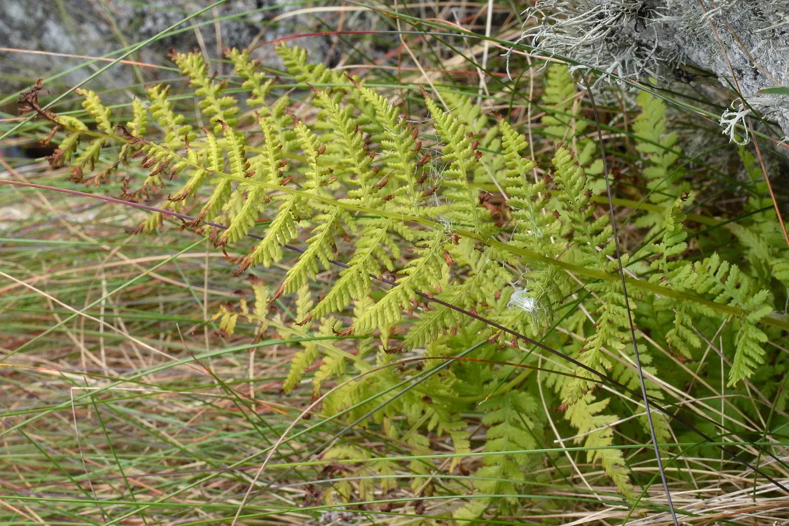 Lady Fern (Athyrium Filix-Femina) — it adds texture and is tolerant of cold temperatures but requires protection from strong winds