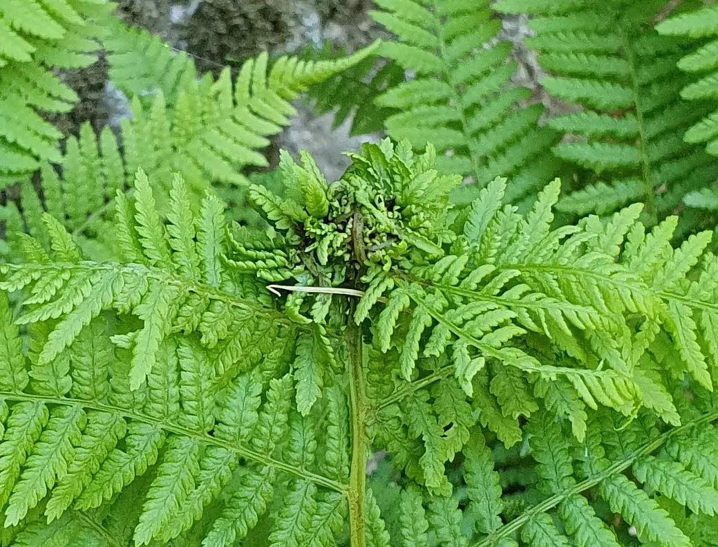 Lady Fern (Athyrium Filix-Femina) — is an elegant and versatile perennial fern widely cherished in woodland garden settings; ideal for woodland gardens