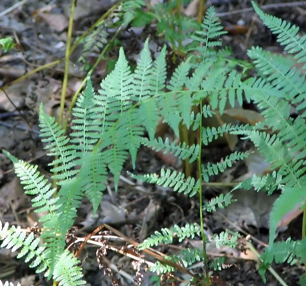 Lady Fern (Athyrium Filix-Femina) — the Lady Fern prefers moist; feathery texture in the landscape, image 77
