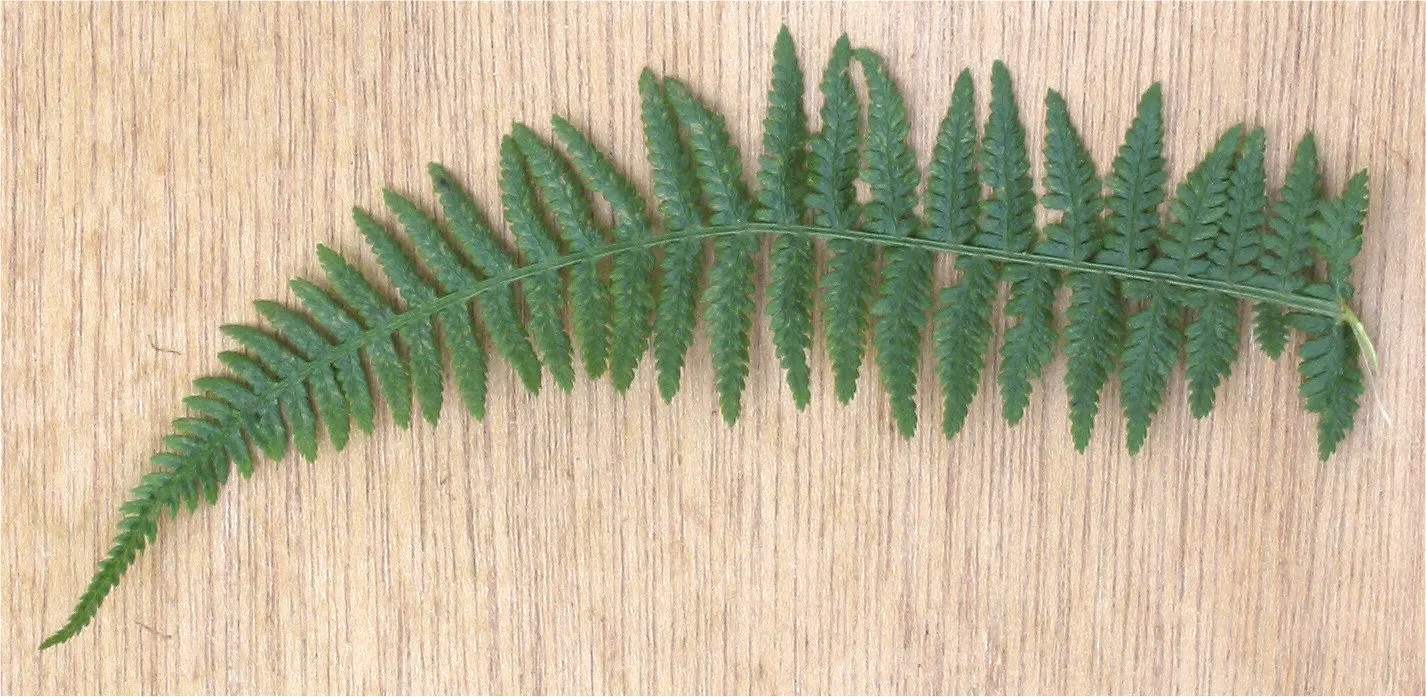 Lady Fern (Athyrium Filix-Femina) — fern for half or shade; remove old fronds in early spring to make way for new growth, image 105