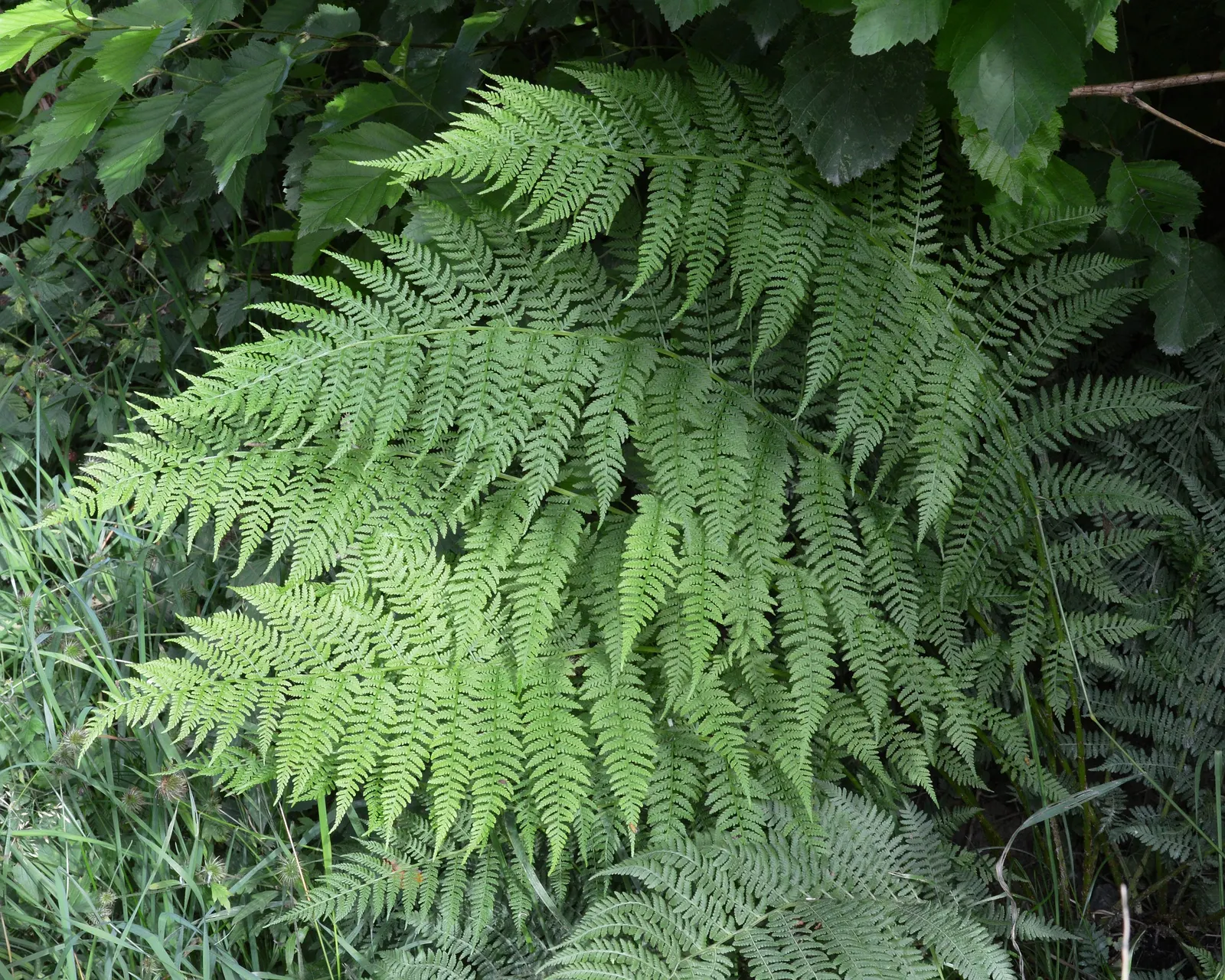 Lady Fern (Athyrium Filix-Femina) — well-drained soil rich in organic matter and is best suited to partial to full shade