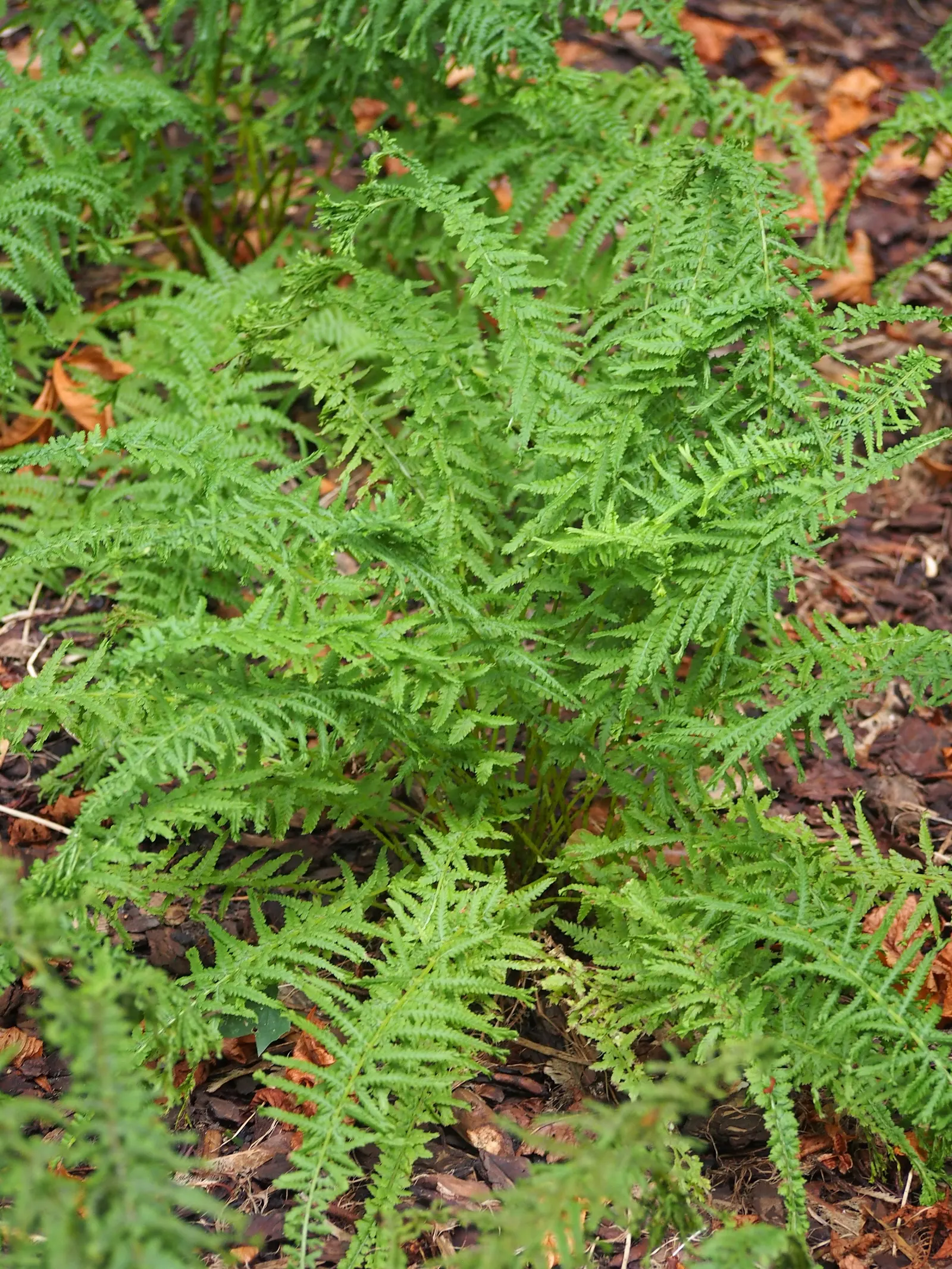 Lady Fern (Athyrium Filix-Femina) — bringing lightness to shaded areas.<br><br>Thriving in USDA hardiness zones 4 through 8; ideal for woodland, image 55