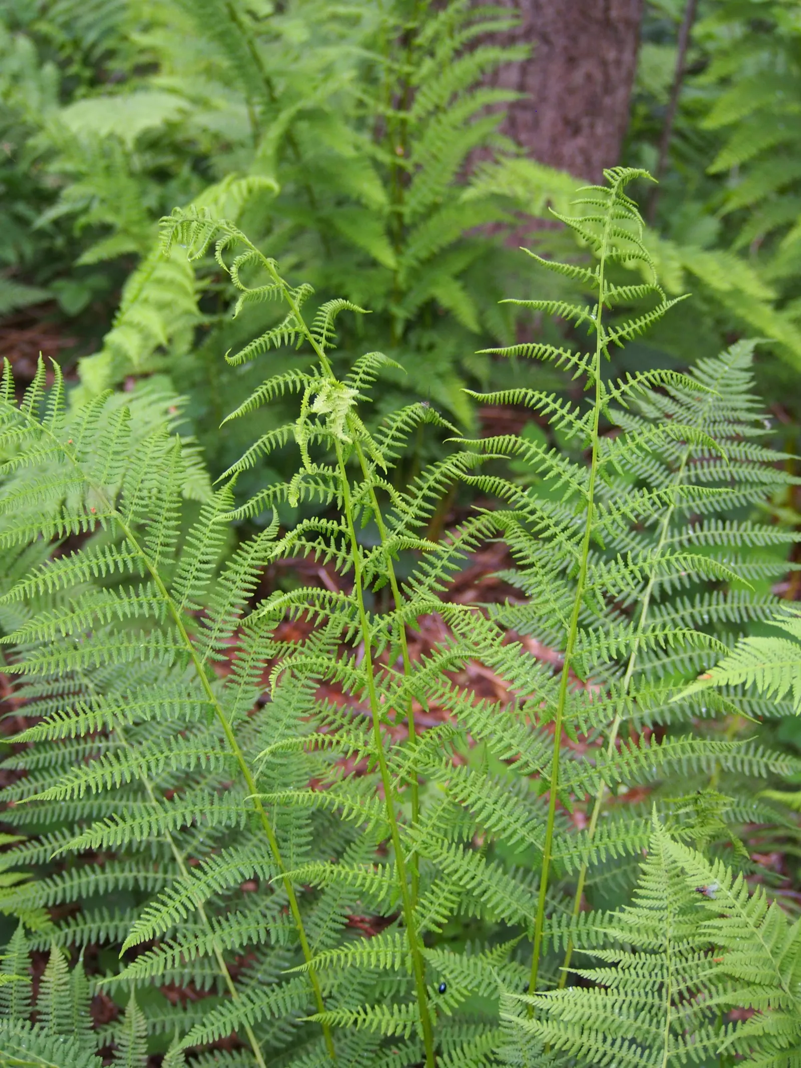 Lady Fern (Athyrium Filix-Femina) — bright green fronds emerge in spring; remove old fronds in early spring to make way for new growth, image 96
