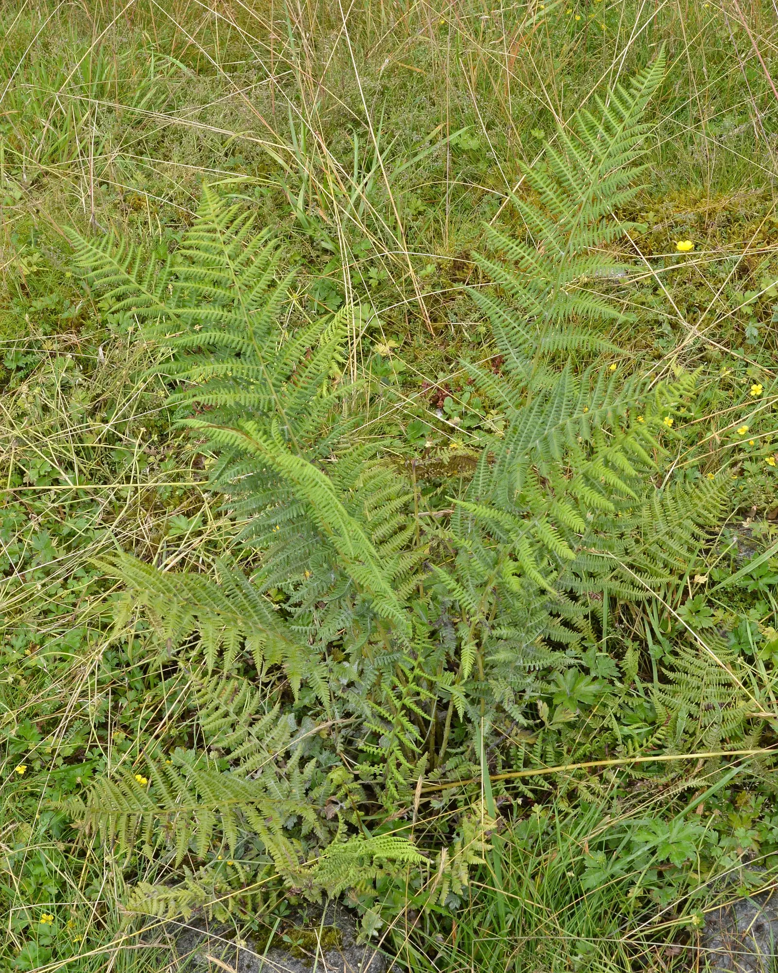 Lady Fern (Athyrium Filix-Femina) — with a spread approximately half its height; ideal for woodland gardens, image 115