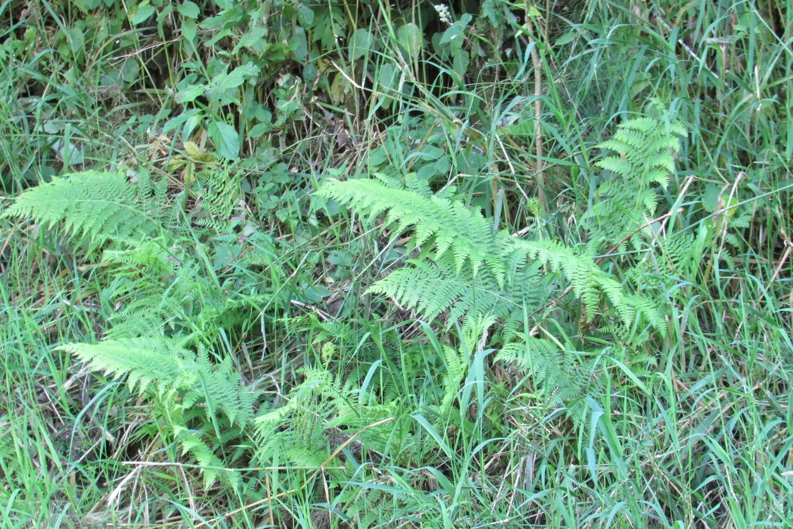 Lady Fern (Athyrium Filix-Femina) — bright green fronds emerge in spring; remove old fronds in early spring to make way for new growth, image 117