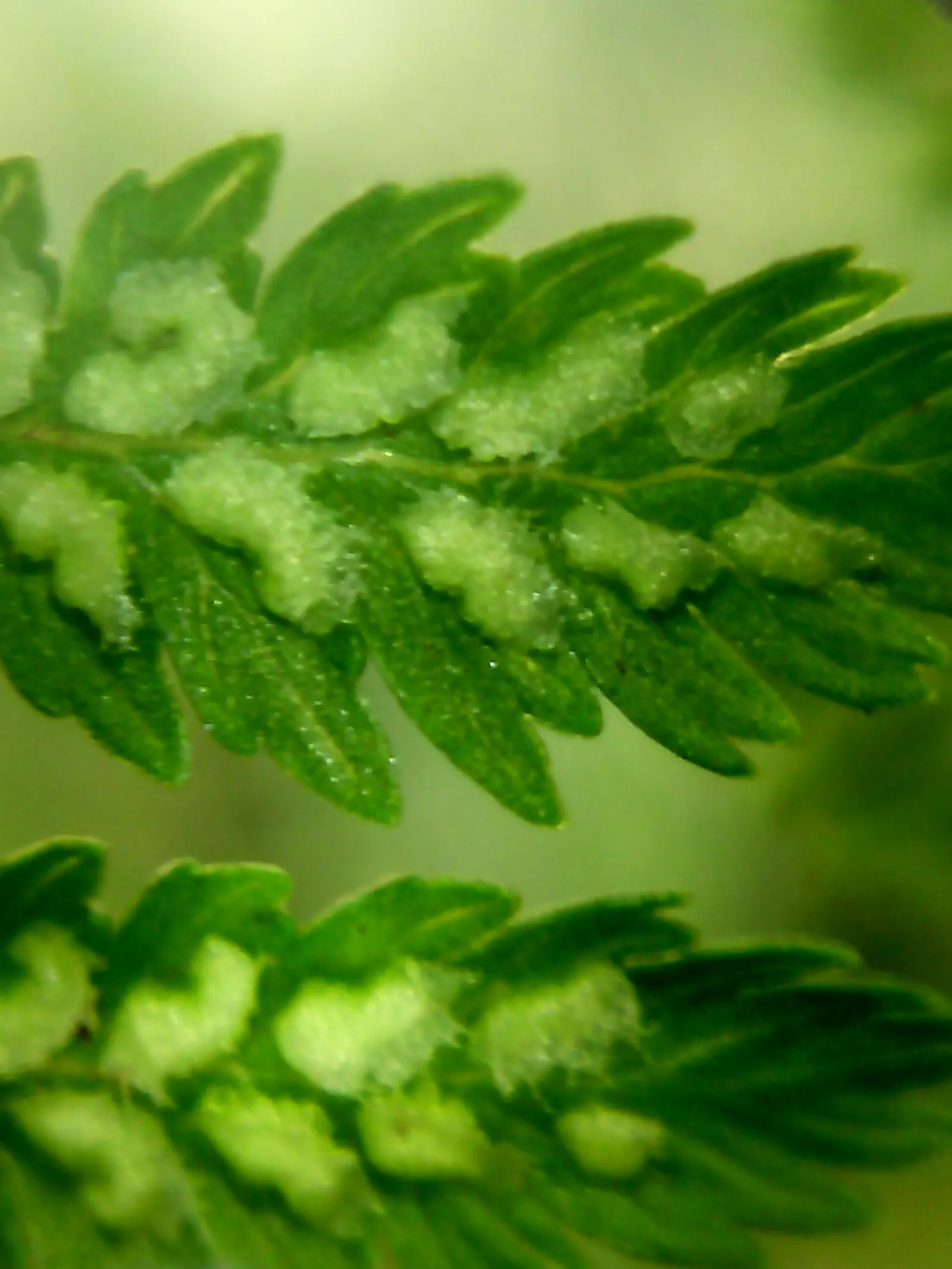 Lady Fern (Athyrium Filix-Femina) — This fern is known for its lacy; feathery texture in the landscape, image 92