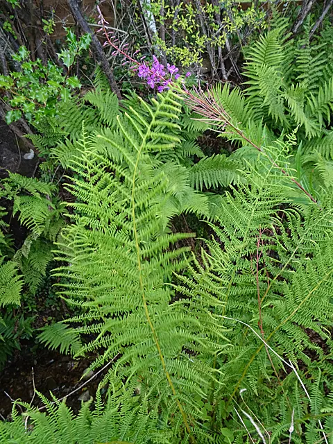 Lady Fern (Athyrium Filix-Femina) — remove old fronds in early spring to make way for new growth, image 123