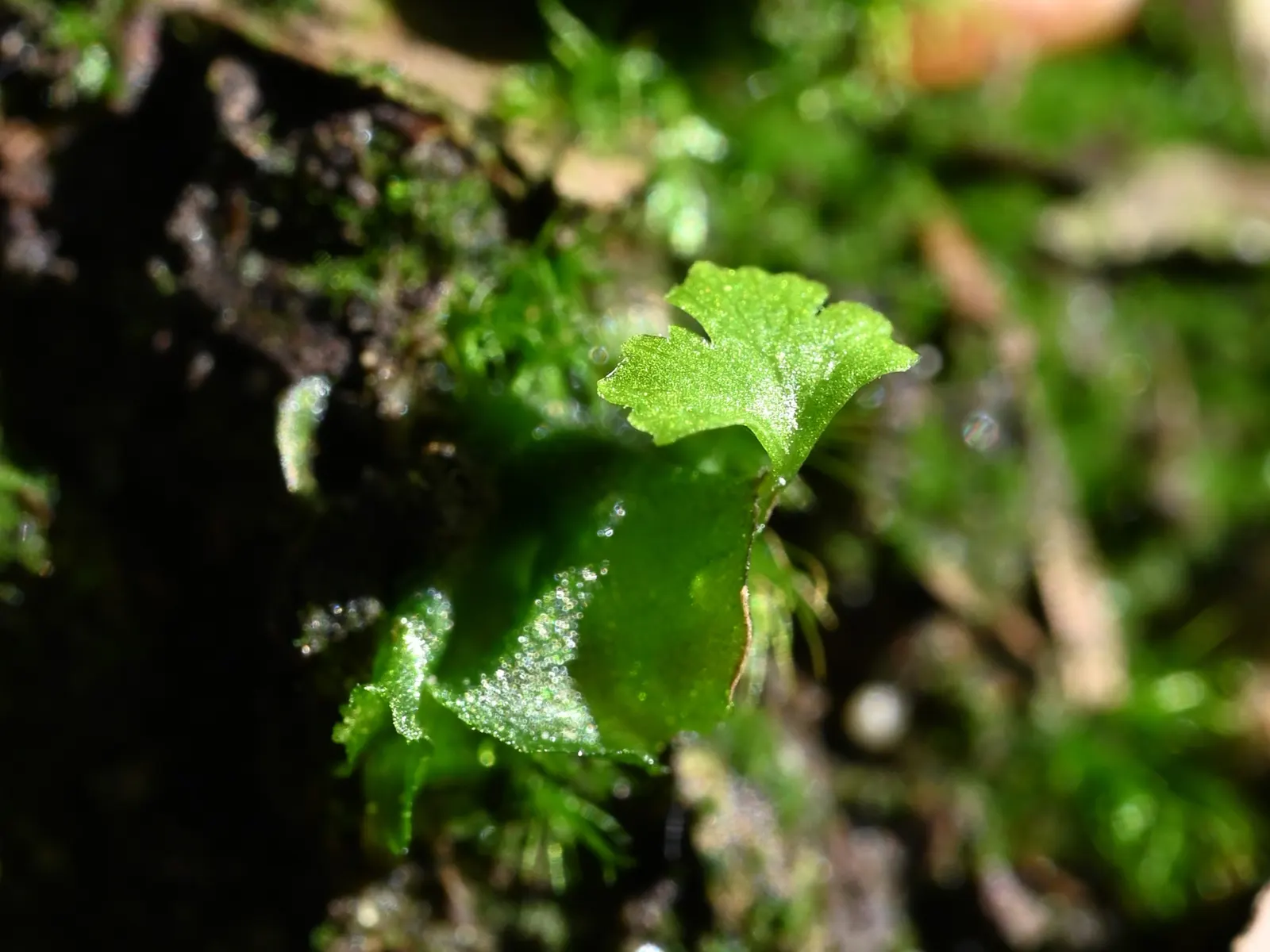 Lady Fern (Athyrium Filix-Femina) — delicate fronds that can reach lengths of 2 to 5 feet