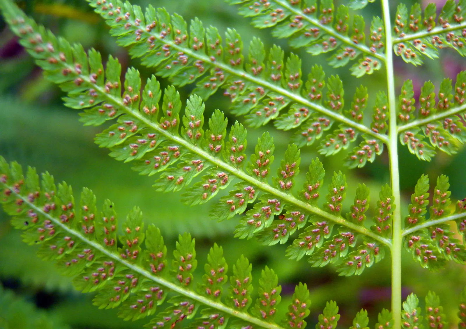 Lady Fern (Athyrium Filix-Femina) — scientifically referred to as Athyrium filix-femina; remove old fronds in early spring to make way for new, image 69