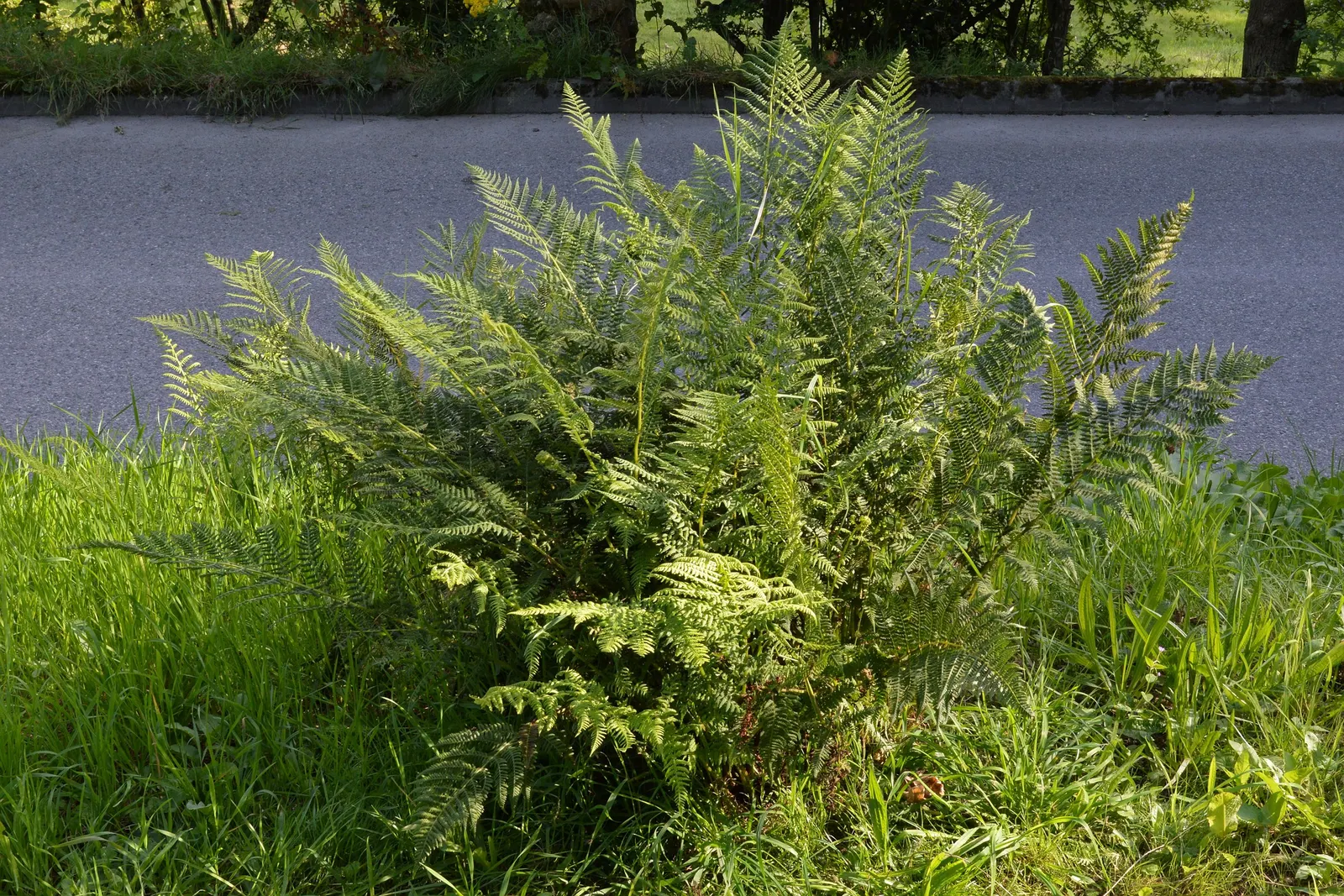 Lady Fern (Athyrium Filix-Femina) — Thriving in zones 4-8, it reaches a height of 2-3 feet and a spread of 1.5-2.5 feet; feathery texture in the, image 44