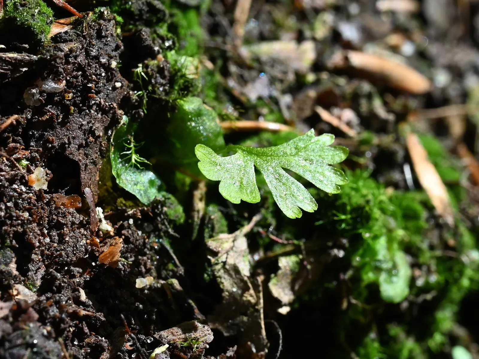 Lady Fern (Athyrium Filix-Femina) — is an elegant and versatile perennial fern widely cherished in woodland garden settings; ideal for woodland, image 112
