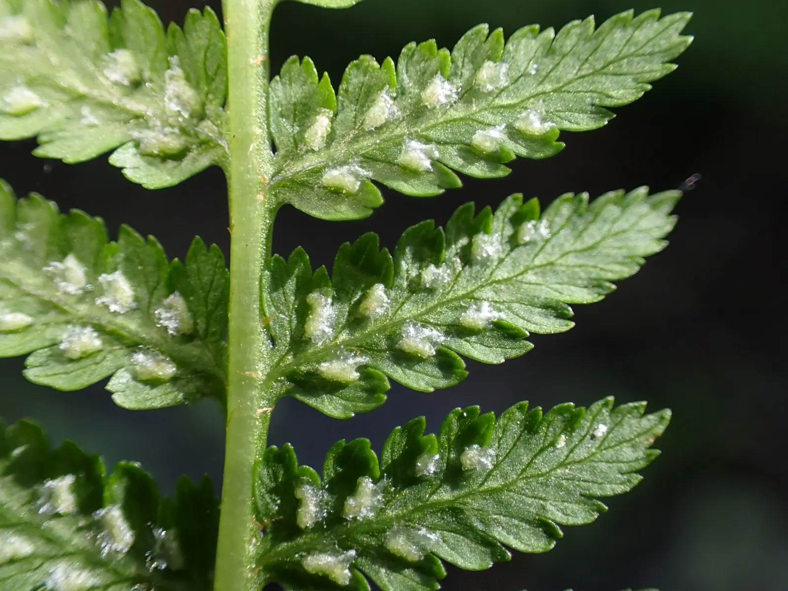 Lady Fern (Athyrium Filix-Femina) — bright green fronds emerge in spring