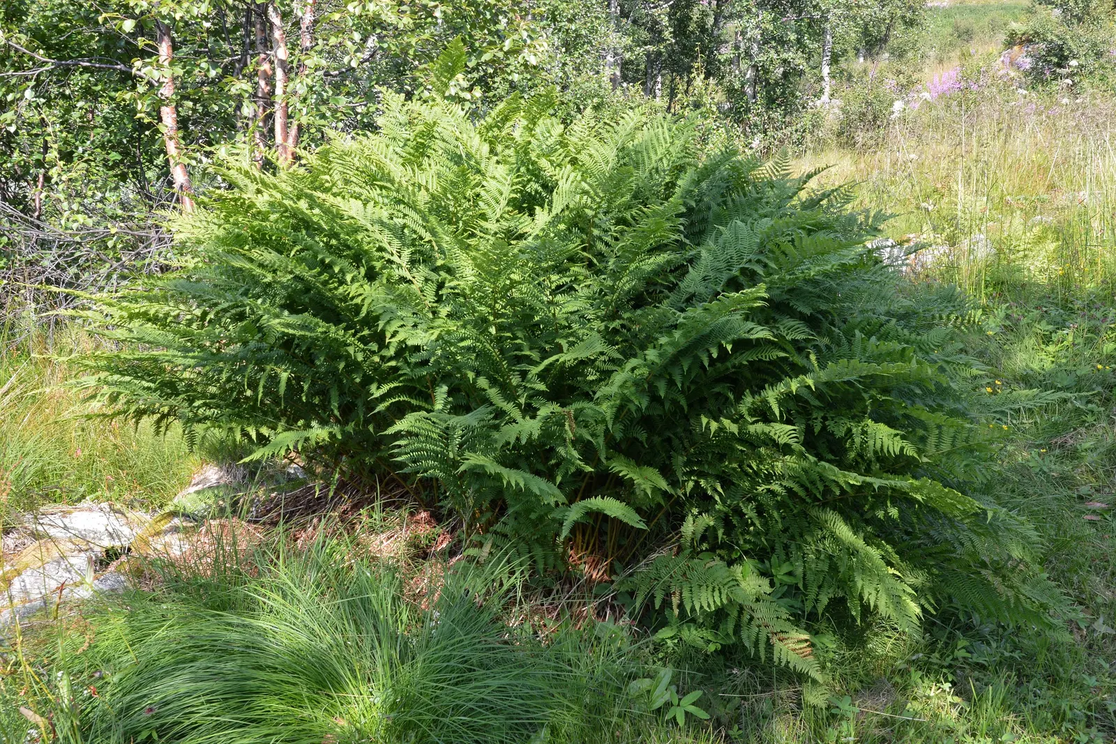 Lady Fern (Athyrium Filix-Femina) — Regular watering during prolonged dry spells will help maintain its lush appearance; ideal for woodland gardens, image 61
