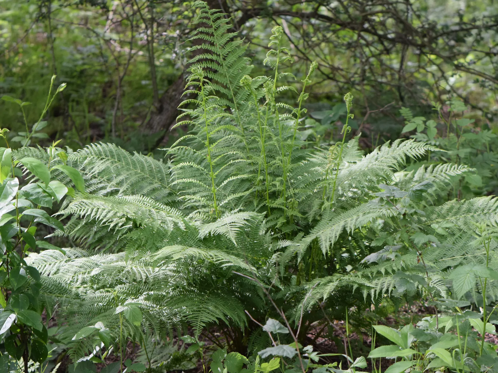 Lady Fern (Athyrium Filix-Femina) — Ideal for woodland gardens, image 25