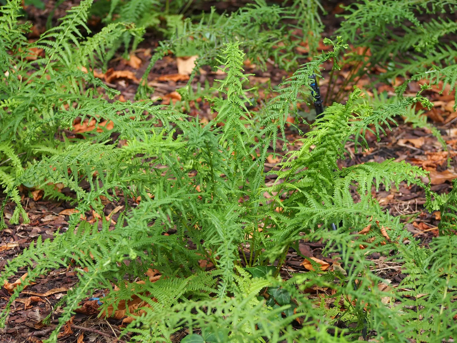 Lady Fern (Athyrium Filix-Femina) — scientifically referred to as Athyrium filix-femina; remove old fronds in early spring to make way for new, image 48