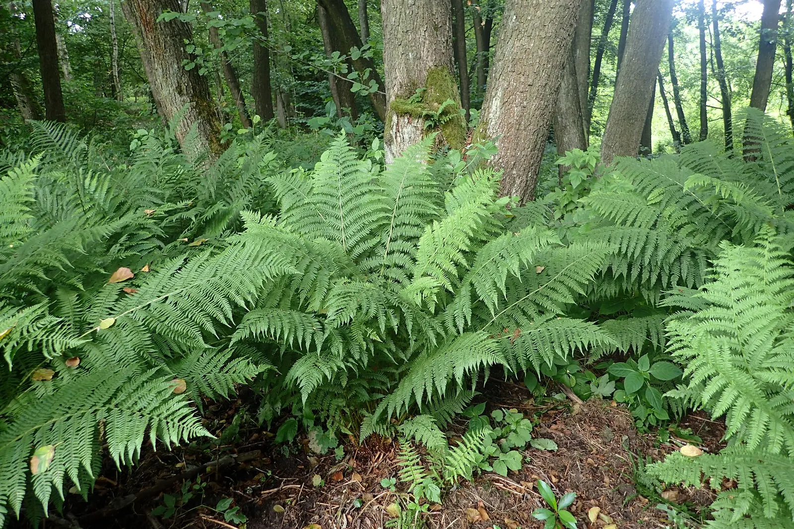 Lady Fern (Athyrium Filix-Femina) — the Lady Fern prefers moist; feathery texture in the landscape