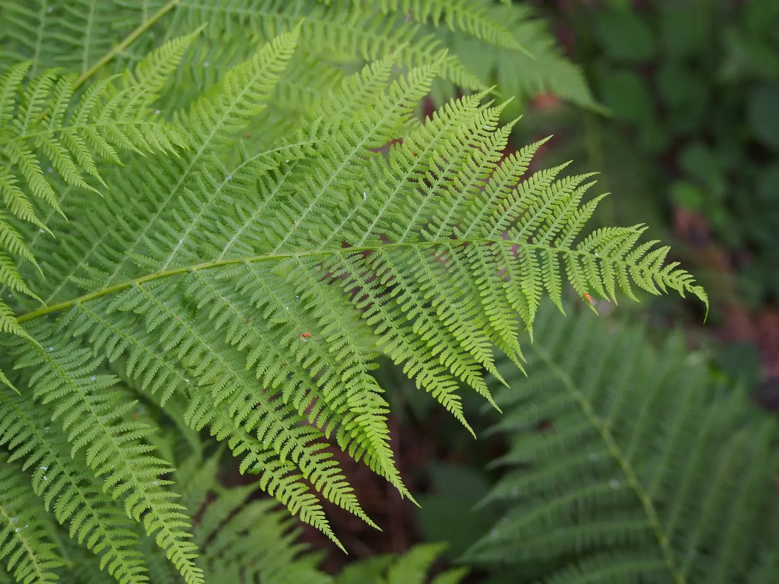 Lady Fern (Athyrium Filix-Femina) — fern for half or shade; remove old fronds in early spring to make way for new growth, image 63