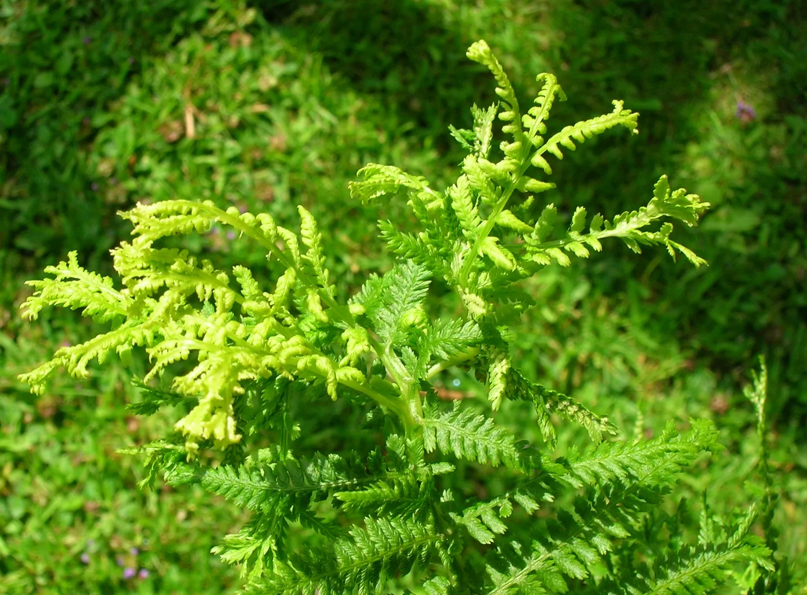 Lady Fern (Athyrium Filix-Femina) — The Lady Fern offers a tranquil and natural aesthetic that enhances any garden with its grace and texture, image 83