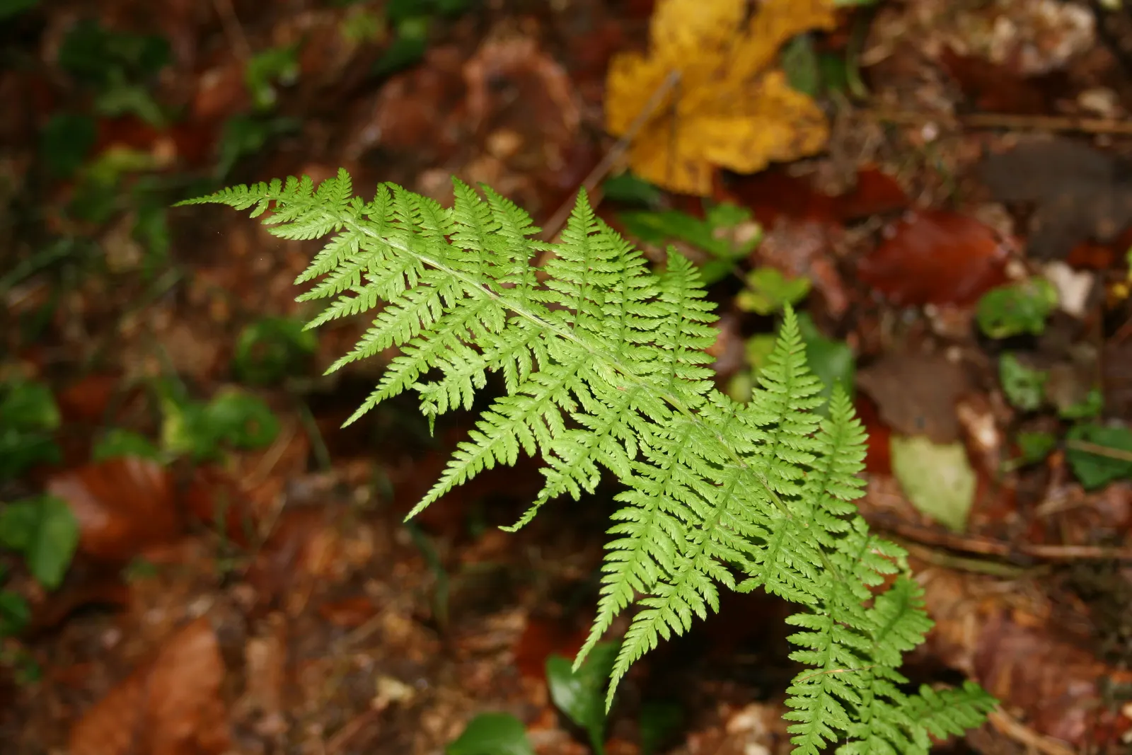 Lady Fern (Athyrium Filix-Femina) — mimicking its natural forest floor habitat; ideal for woodland gardens, image 58