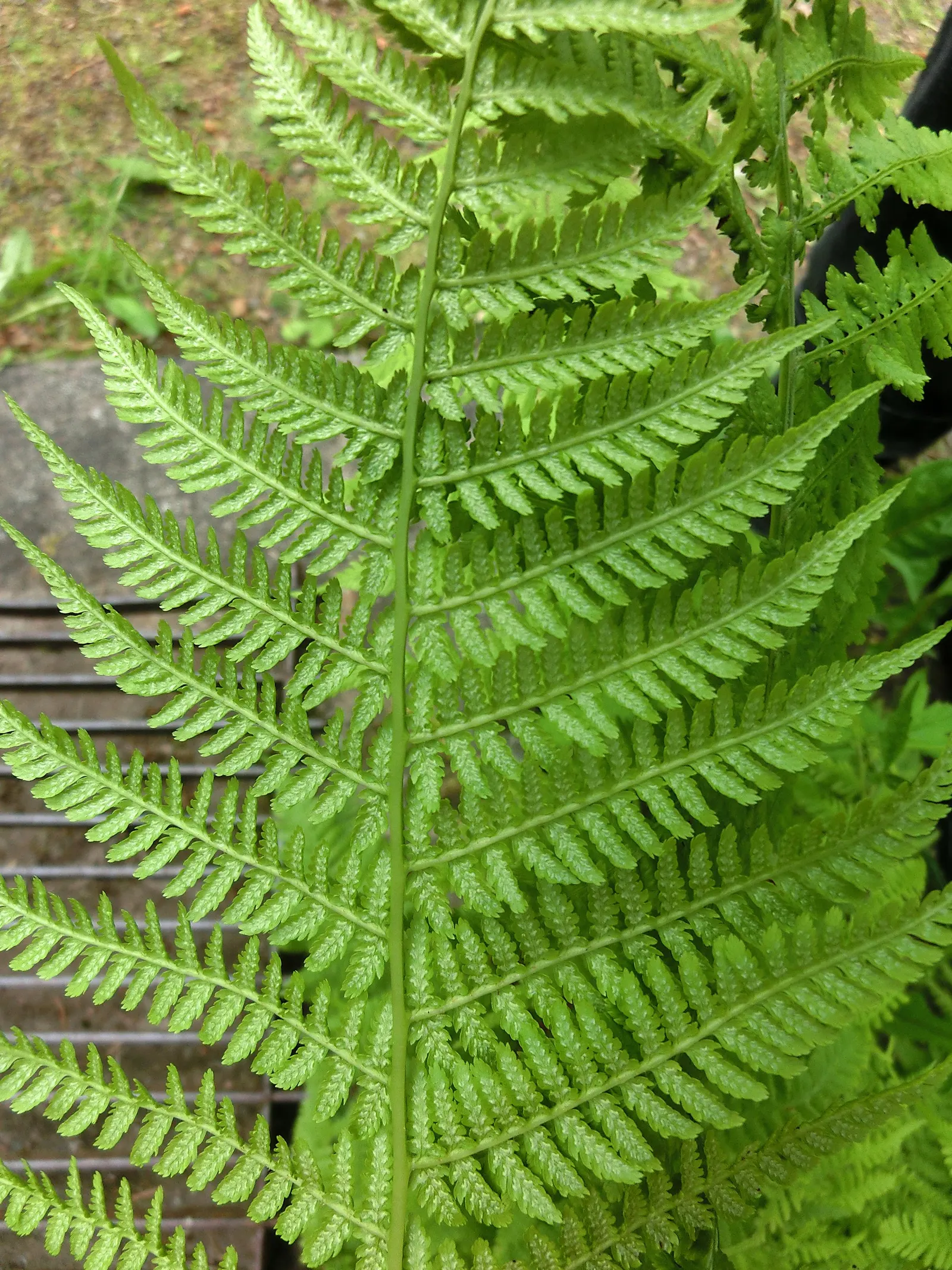 Lady Fern (Athyrium Filix-Femina) — clumping habit makes it an excellent option for borders and understory plantings; feathery texture in the, image 122
