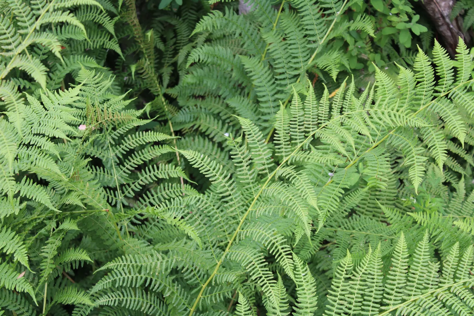 Lady Fern (Athyrium Filix-Femina) — feathery texture in the landscape, image 74